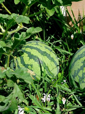 �������� ��������: ����� ���������.